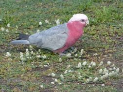galah parrot