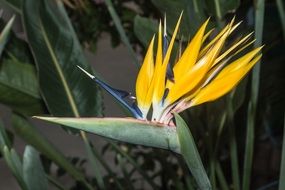 flower like a parrot