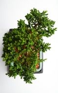 green plants for decor