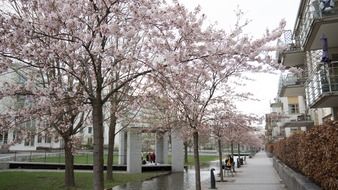 flowering trees near houses