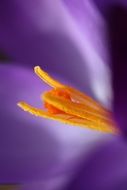 Crocus close up