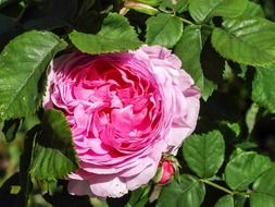 rosebush with pink flowers