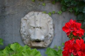 red geranium blossom at stone wall with lion head sculpture