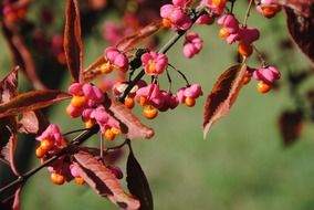 red berries, flowers and leaves