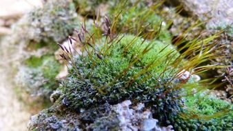 Cushion of colorful moss and plants