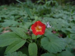 macro red