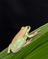 green tree frog on a palm leaf close-up