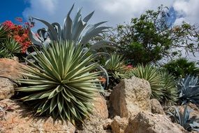 agave plants Red flowers in stones