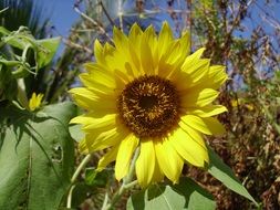 spectacular beautiful sunflower