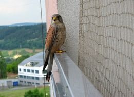 bird predator on the balcony