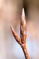 fagus sylvatica buds