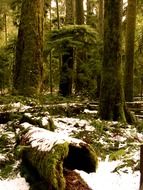 moss in the snow in the forest