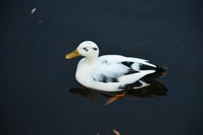 Picture of duck is swimming