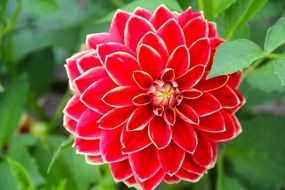 gorgeous bloom dahlia