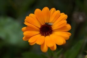 Close-up of the fly on the beautiful orange and yellow marigold flower