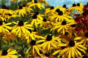 yellow flowers with thin petals