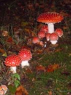 amanita on the ground in the forest