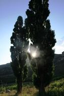 Lombardi poplars trees in sunlight on the meadow