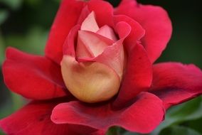 filigreed red garden rose