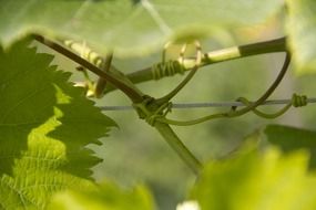 wine climber leaves closeup