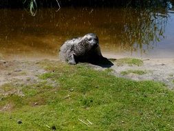 winning seal near the lake