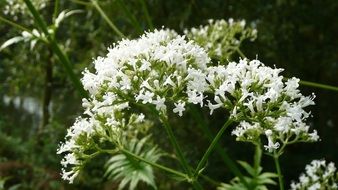 Beautiful white Valeriana flowers in the garden garden