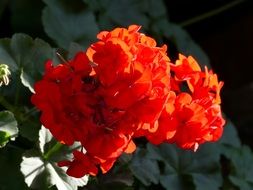 colorful geranium under the bright sun