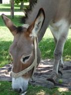 Donkey eating grass