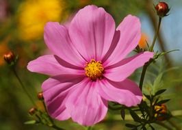 Beautiful yellow flower with pink petals in the garden