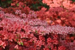 bush branches covered with pink flowers
