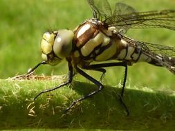 dragonfly macro shot