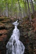 foamy creek speeding in forest