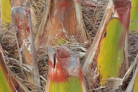 palm tree with dead leaves close up