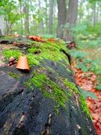 fallen tree in the forest