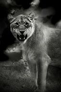 black and white mystical photo of a lioness