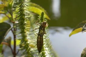 macro view of fascinating dragonfly baby