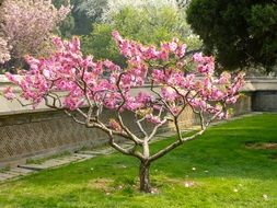 small cherry tree in a garden in Asia