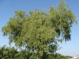 acacia tree india