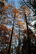 extraordinarily and beautiful autumn forest