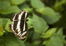 black and white butterfly on a green bush