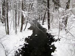 river in the winter forest