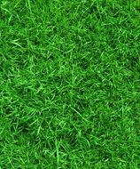 bright green grass close up