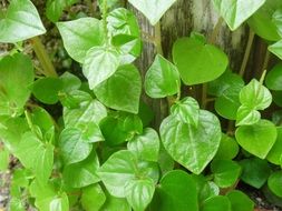 shiny green leaves of peperomia pellucida