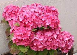 Pink blooming hydrangea flowers