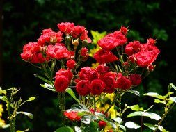 bouquet of red spray roses