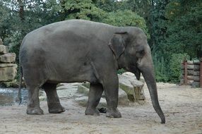 incomparable elephant zoo