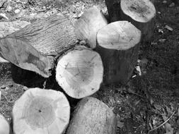 black and white image of logs
