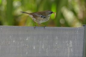 wren bird with worm in beak