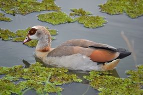 duck pond