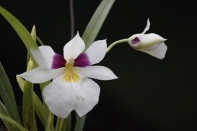 photo of orchid on a black background